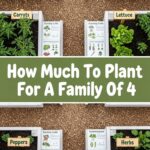 How Much To Plant For A Family Of 4